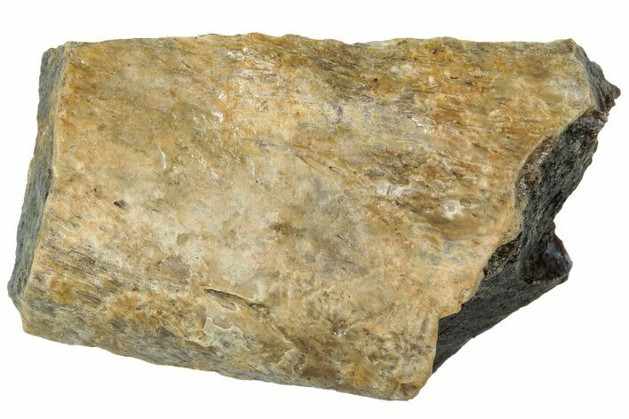 Fossil Tyrannosaur (T rex) Bone Section - Wyoming #314071